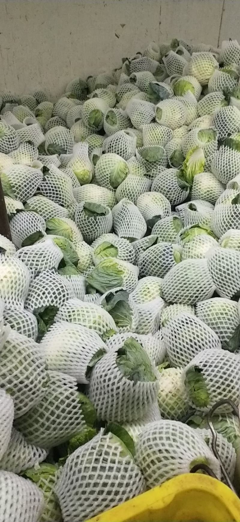 精品铁头甘蓝，云南甘蓝大量供应，量大从优，质量保证全国供应