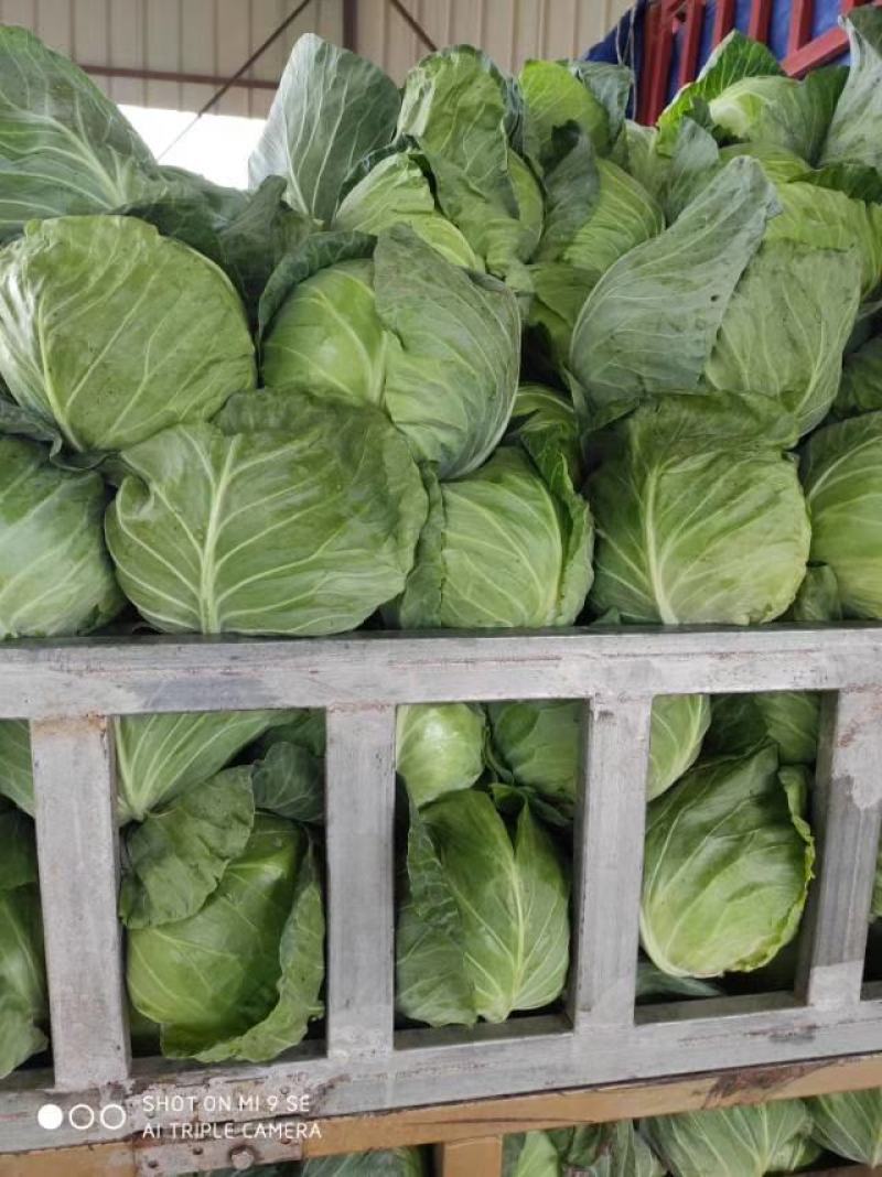 精品铁头甘蓝，云南甘蓝大量供应，量大从优，质量保证全国供应