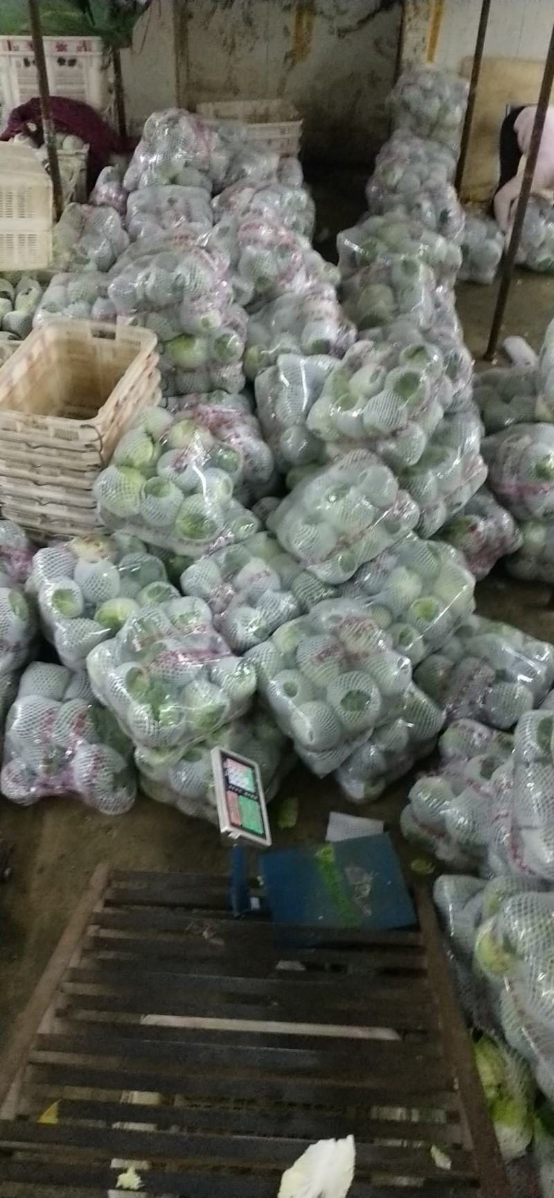 精品铁头甘蓝，云南甘蓝大量供应，量大从优，质量保证全国供应