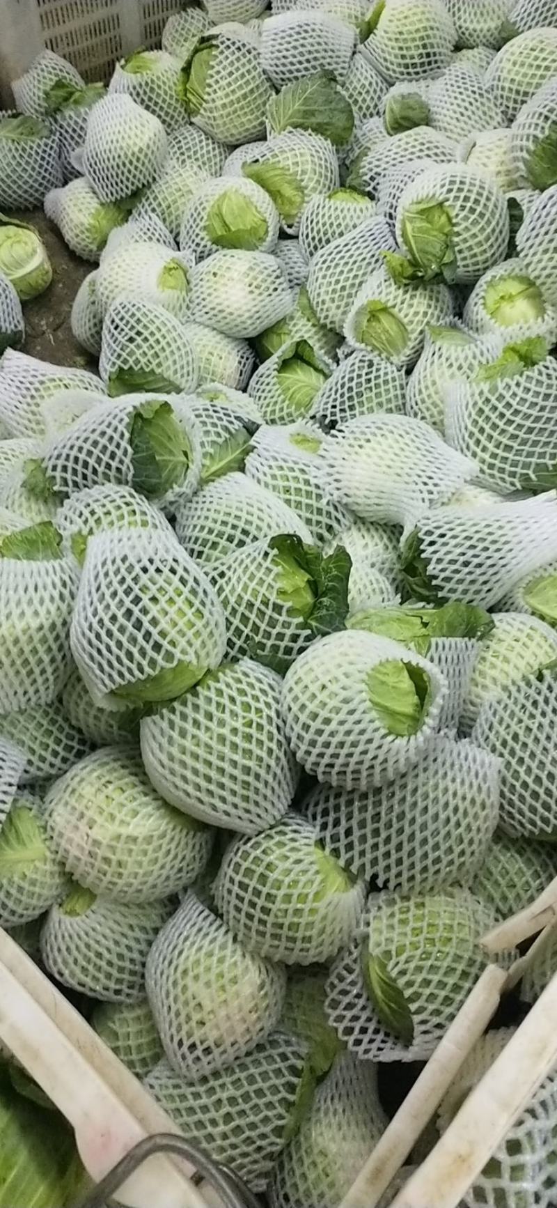 精品铁头甘蓝，云南甘蓝大量供应，量大从优，质量保证全国供应