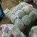 精品铁头甘蓝，云南甘蓝大量供应，量大从优，质量保证全国供应