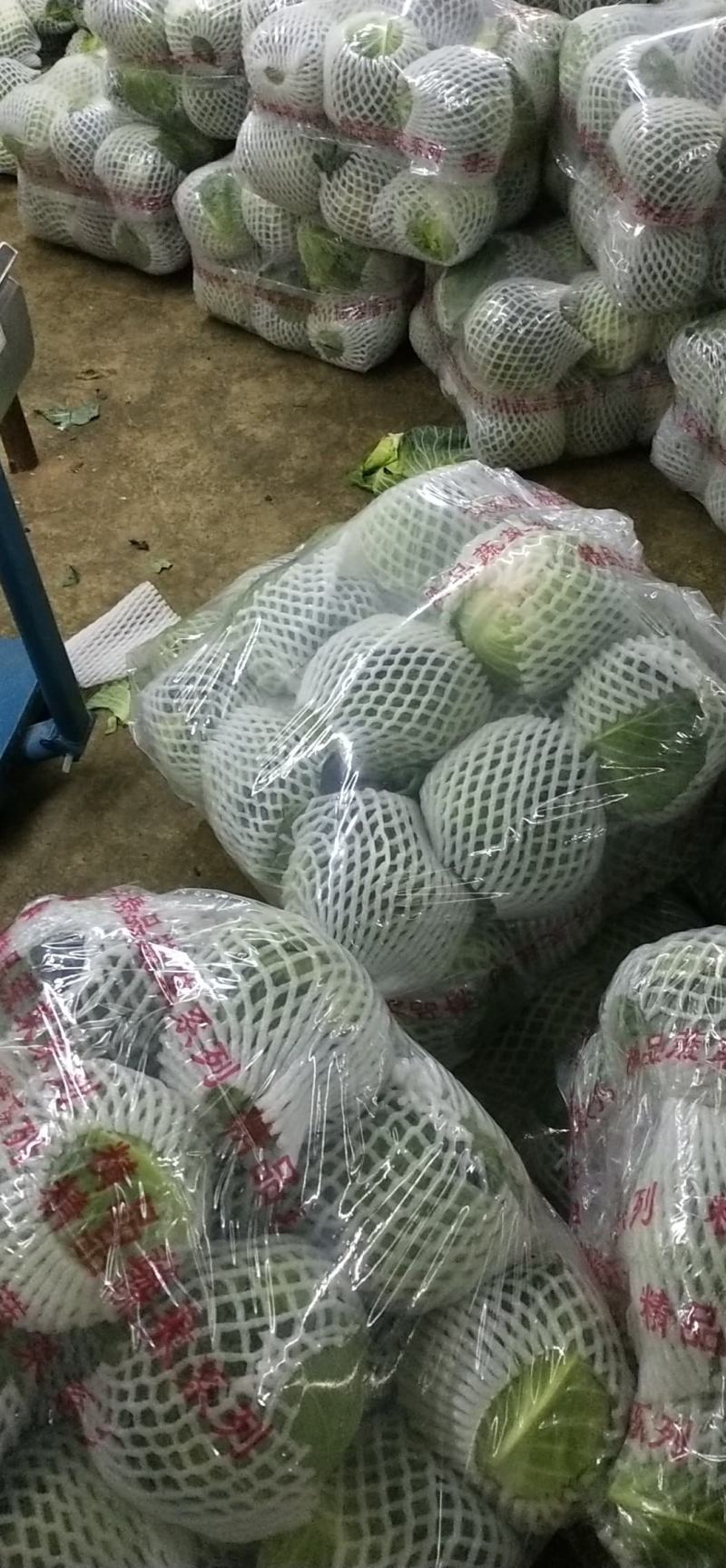 精品铁头甘蓝，云南甘蓝大量供应，量大从优，质量保证全国供应