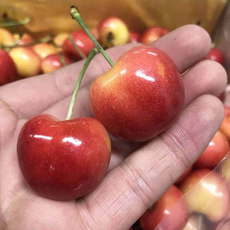 新品种纱王樱桃苗特大樱桃树苗早熟南方北方种植当年结果