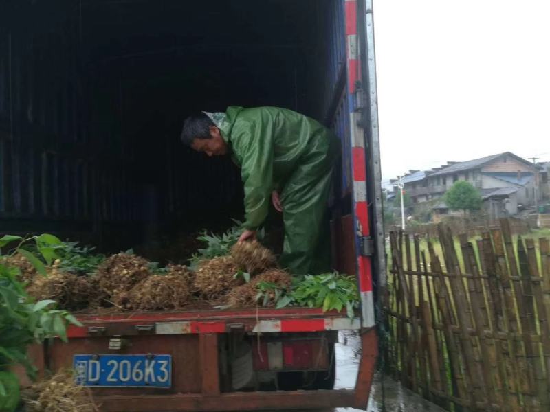 黄精姜型多花倒苗黄精高含量黄精茎块芽苗黄精茎块芽苗