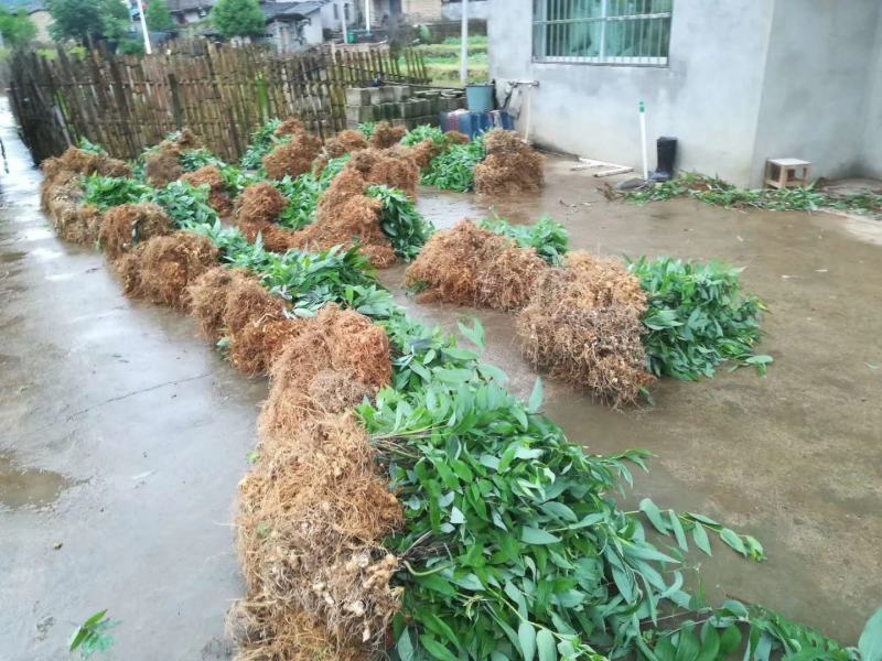 黄精姜型多花倒苗黄精高含量黄精茎块芽苗黄精茎块芽苗
