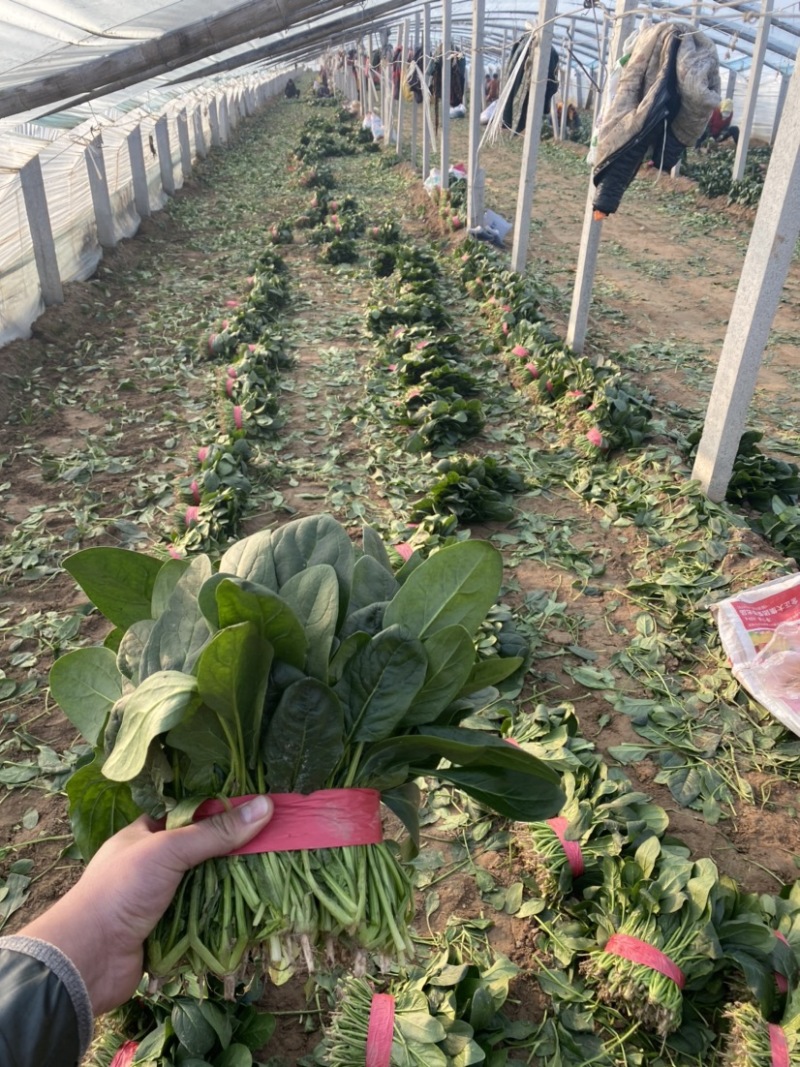 山东惠民精品菠菜.万亩基地，规格齐全保质保量全国代发