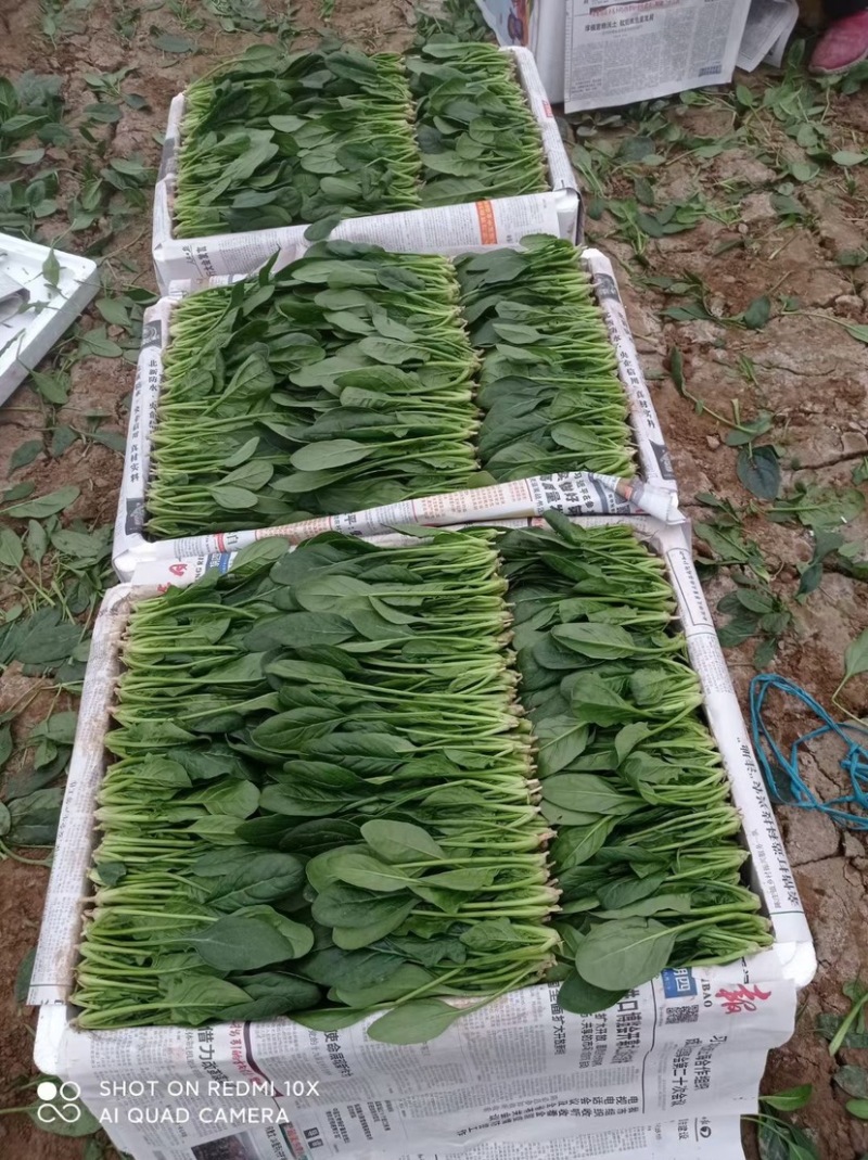 山东惠民精品菠菜.万亩基地，规格齐全保质保量全国代发