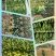 （山东菠菜）专业供应三排两排泡沫箱，打捆菠菜全国代发