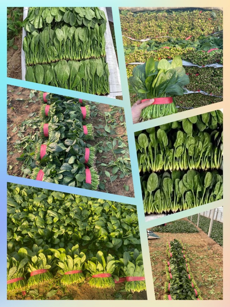 （山东菠菜）专业供应三排两排泡沫箱，打捆菠菜全国代发