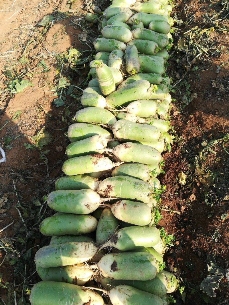 河南萝卜精品青萝卜大量有货一手货源价格实惠欢迎联系