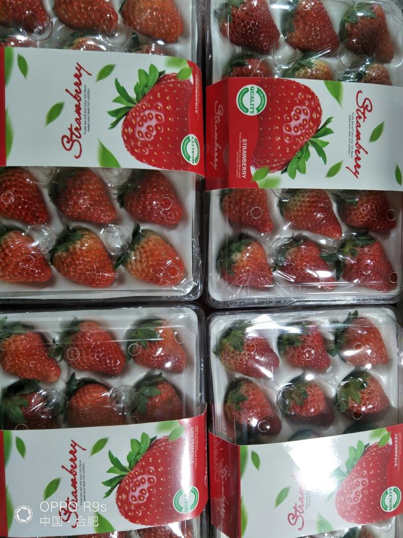 红颜草莓精品包装货源充足口感甜可供蛋糕店电商超市