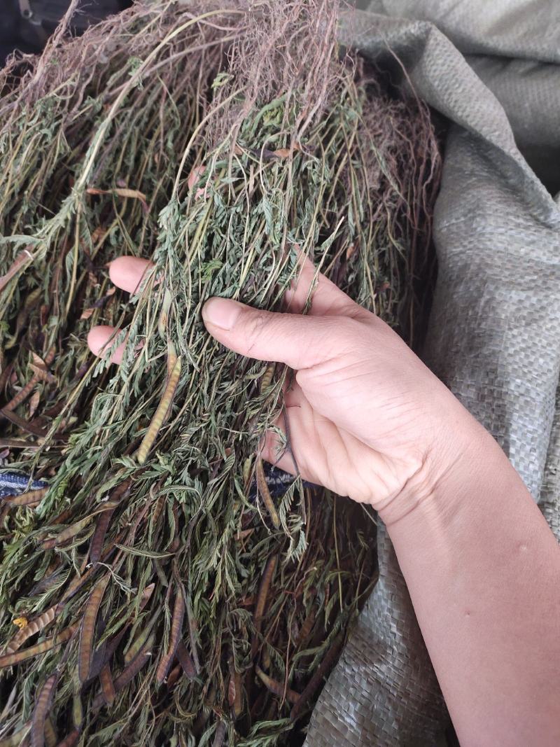 广西本地软肝草新货颜色青绿整株发货，一手货源