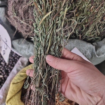 广西本地软肝草新货颜色青绿整株发货，一手货源