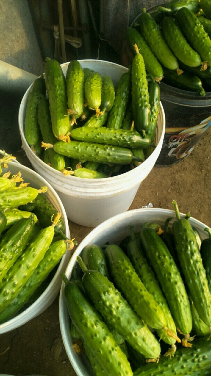 黄瓜，干花大刺，约15-18公分，精品通货都有质量杠杠