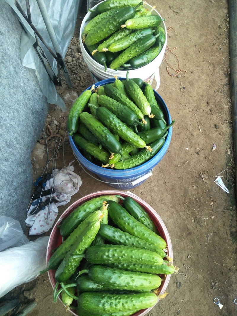 黄瓜，干花大刺，约15-18公分，精品通货都有质量杠杠