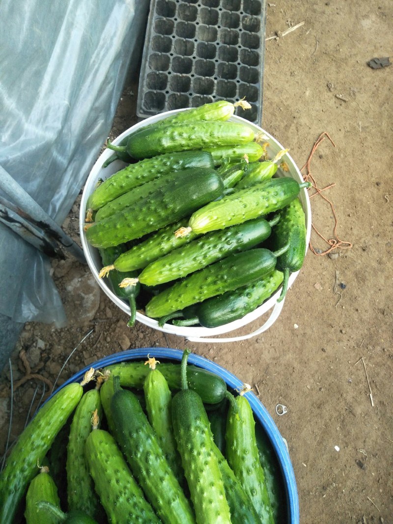 黄瓜，干花大刺，约15-18公分，精品通货都有质量杠杠