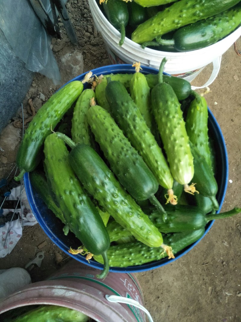 黄瓜，干花大刺，约15-18公分，精品通货都有质量杠杠