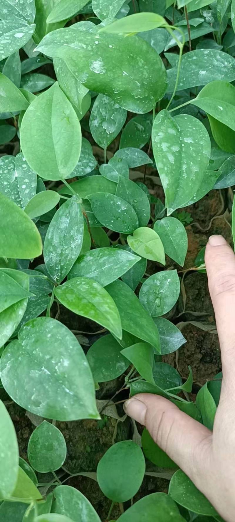 土茯苓苗！品质保证，包技术，产量高！包回收