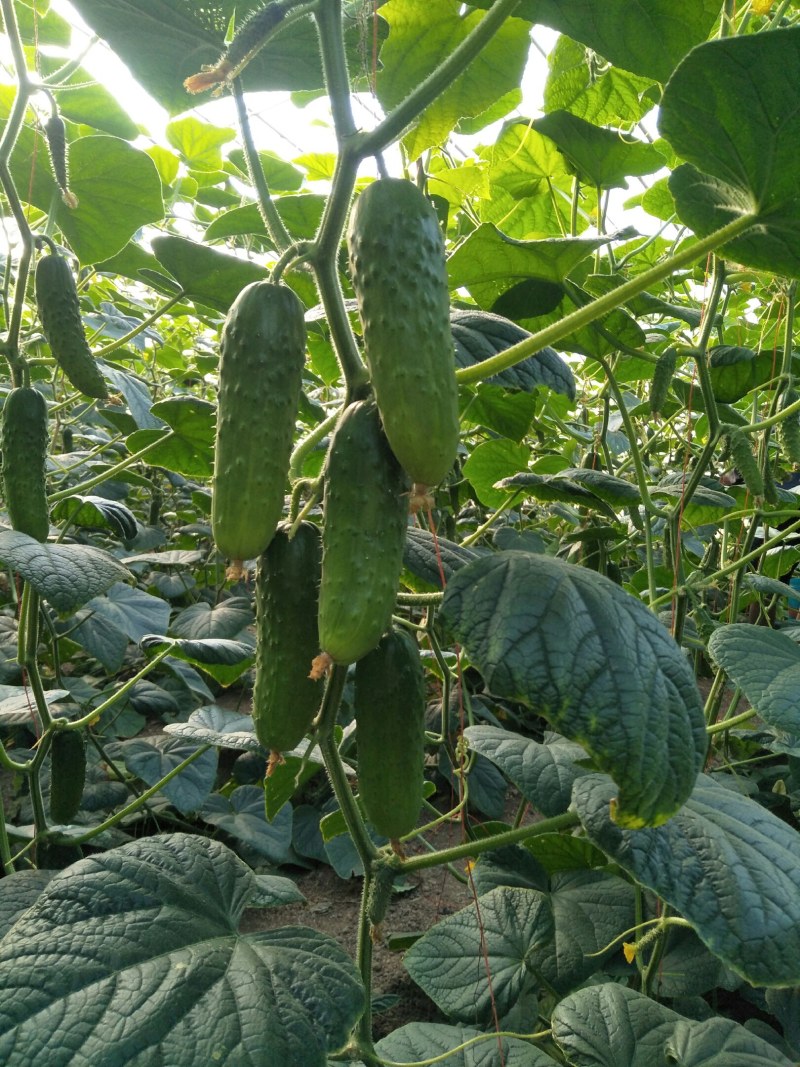 黄瓜，干花大刺，约15-18公分，精品通货都有质量杠杠