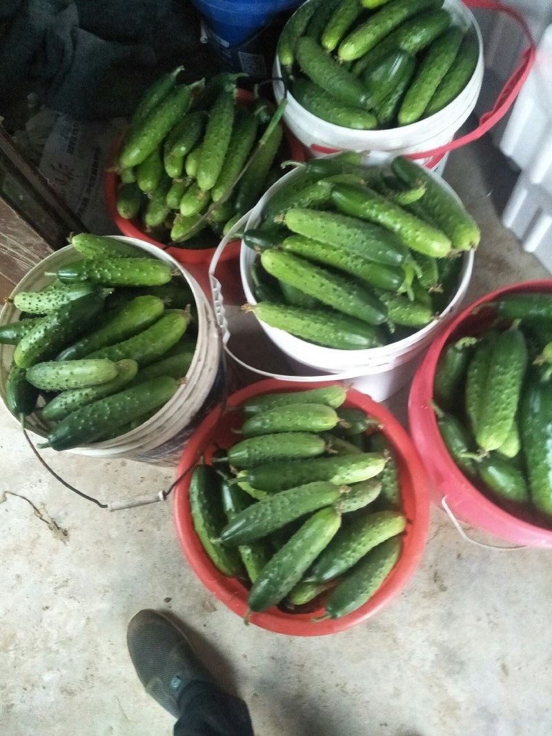 黄瓜，干花大刺，约15-18公分，精品通货都有质量杠杠