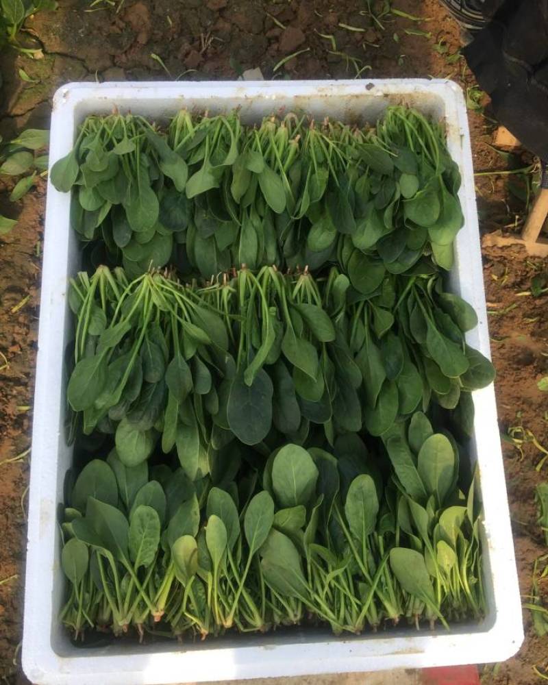 山东泰安范镇精品优质小菠菜大量供货中，各种规格尺寸