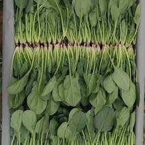 山东泰安范镇精品优质小菠菜大量供货中，各种规格尺寸