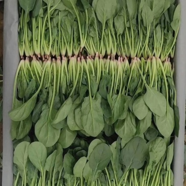 山东泰安范镇精品优质小菠菜大量供货中，各种规格尺寸