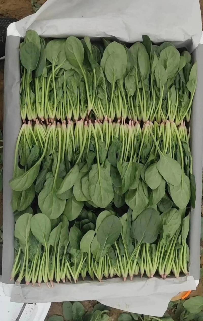 山东泰安范镇精品优质小菠菜大量供货中，各种规格尺寸