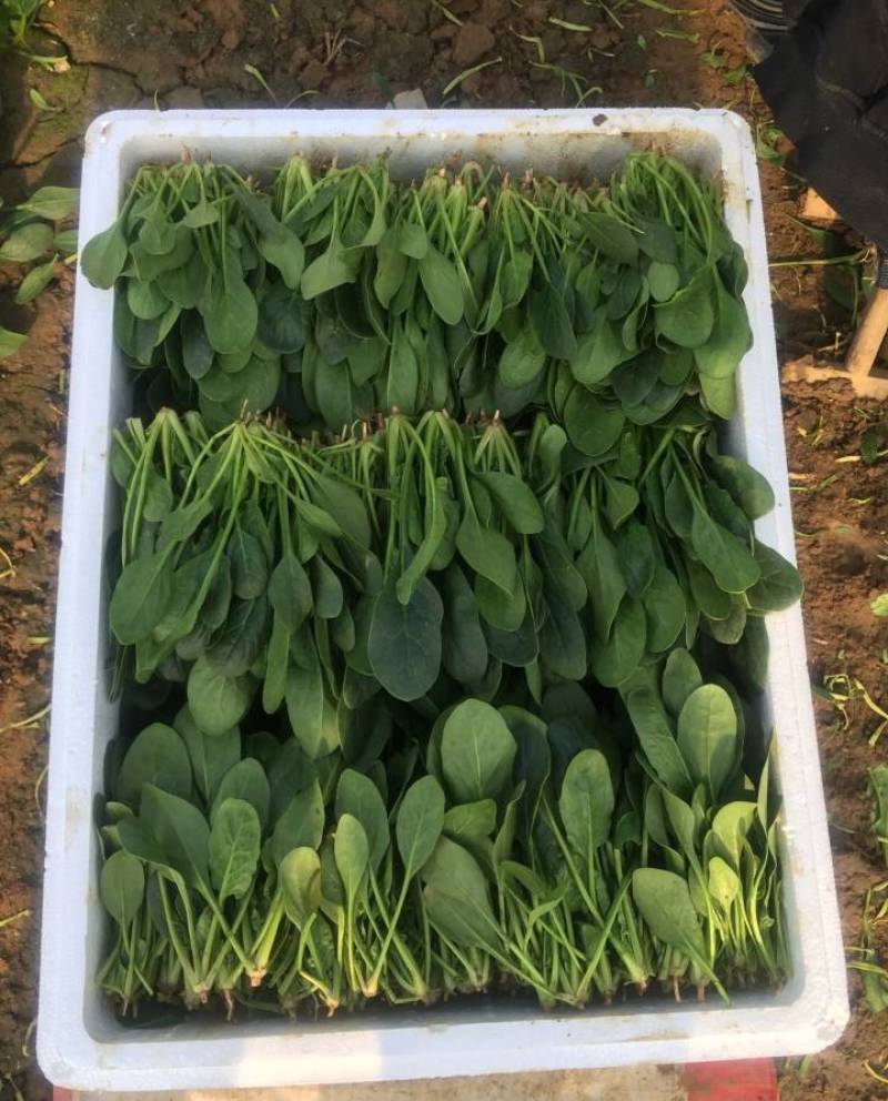 山东泰安范镇精品优质小菠菜大量供货中，各种规格尺寸