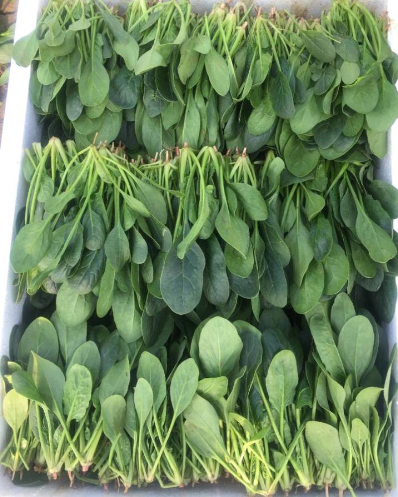 山东泰安范镇精品优质小菠菜大量供货中，各种规格尺寸