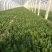 山东泰安范镇精品优质小菠菜大量供货中，各种规格尺寸