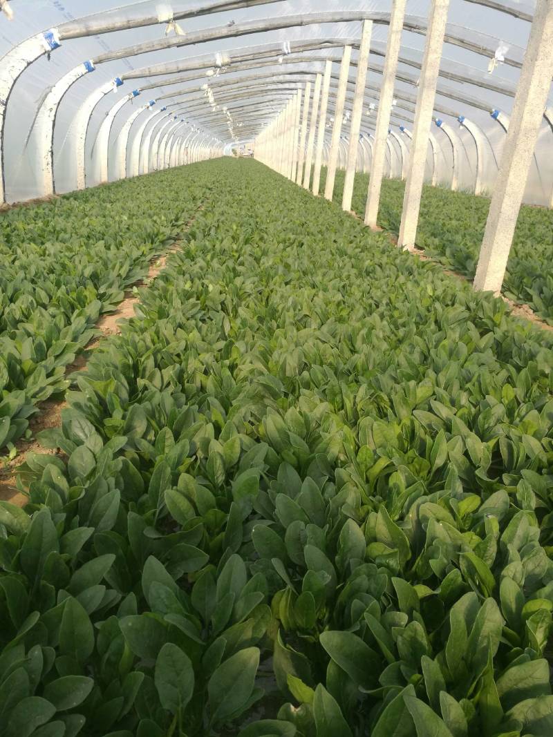 山东泰安范镇精品优质小菠菜大量供货中，各种规格尺寸
