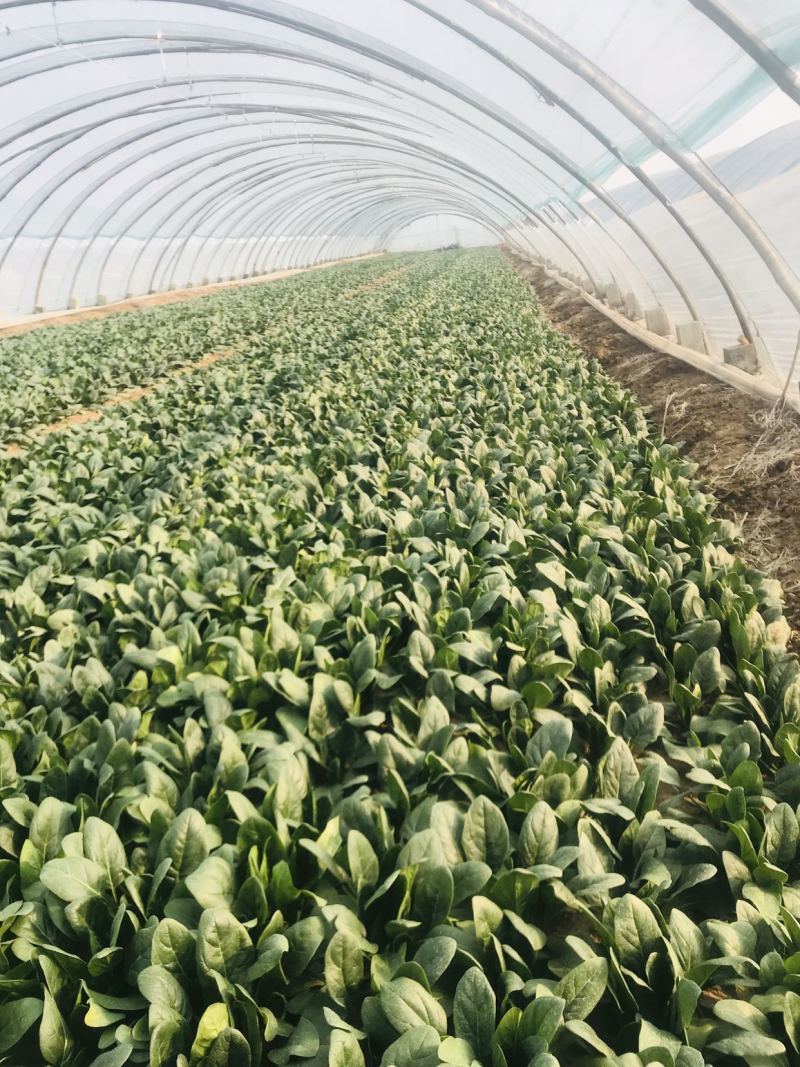 潍坊精品菠菜，大叶菠菜，圆叶菠菜，产地大量供应