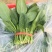 潍坊精品菠菜，大叶菠菜，圆叶菠菜，产地大量供应
