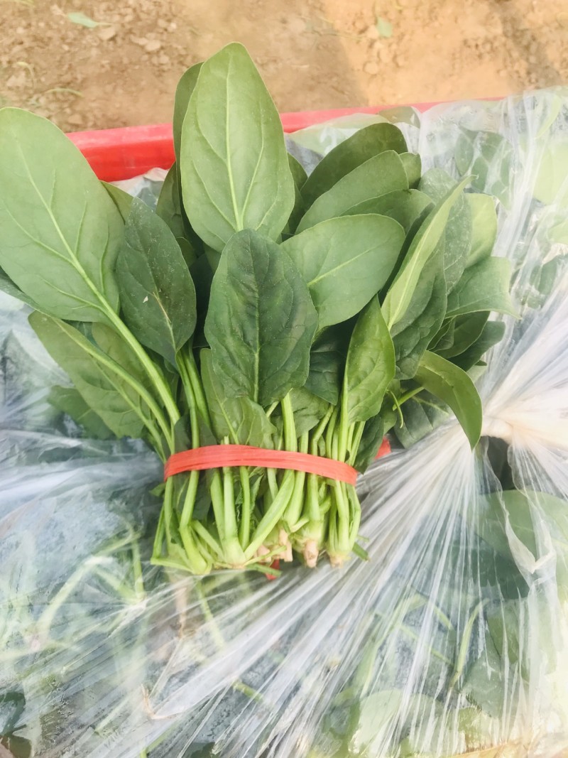 潍坊精品菠菜，大叶菠菜，圆叶菠菜，产地大量供应