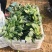潍坊精品菠菜，大叶菠菜，圆叶菠菜，产地大量供应