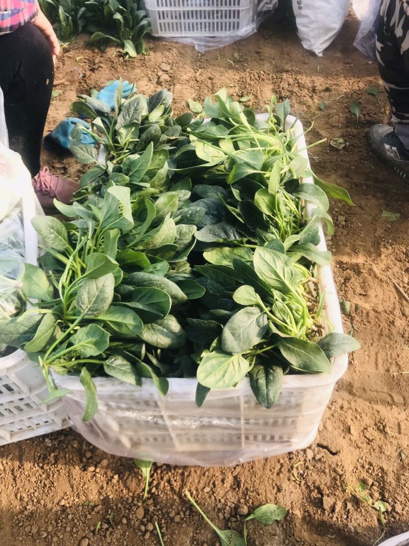 潍坊精品菠菜，大叶菠菜，圆叶菠菜，产地大量供应
