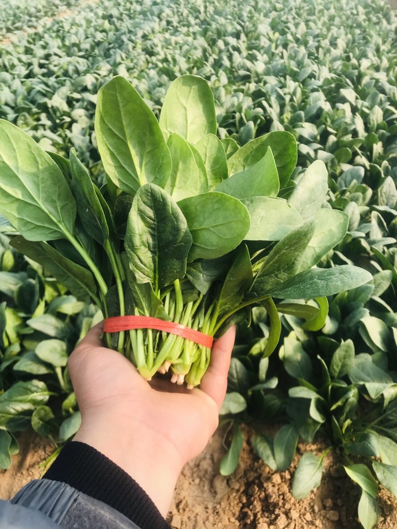 潍坊精品菠菜，大叶菠菜，圆叶菠菜，产地大量供应