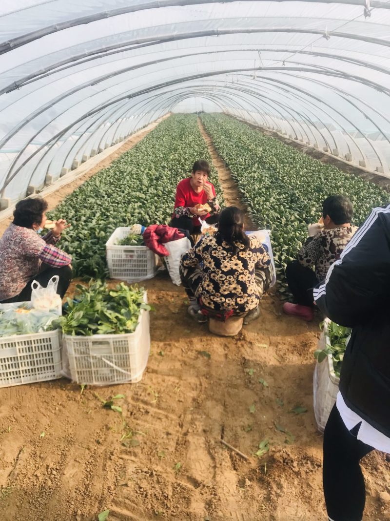 潍坊精品菠菜，大叶菠菜，圆叶菠菜，产地大量供应