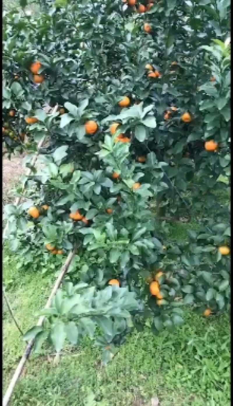 正宗清远沙糖桔即将大量上市，皮薄无籽甜度足口感爽