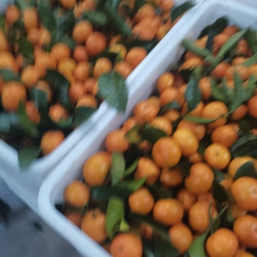正宗清远沙糖桔即将大量上市，皮薄无籽甜度足口感爽