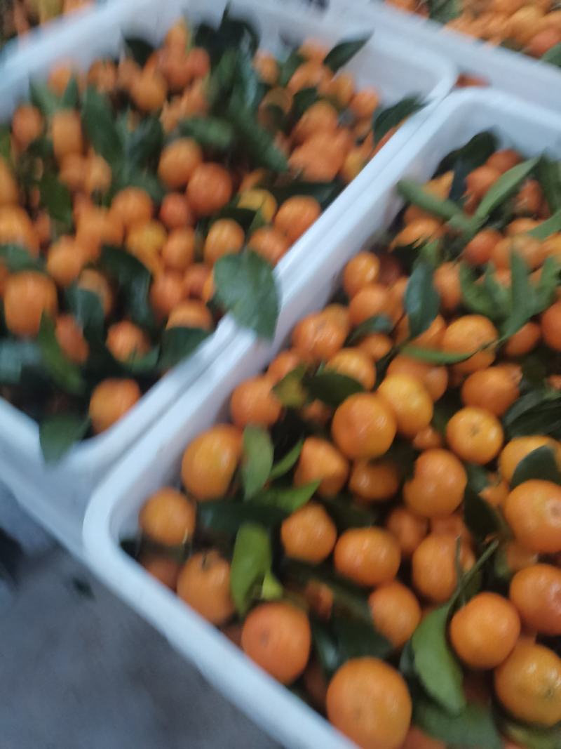 正宗清远沙糖桔即将大量上市，皮薄无籽甜度足口感爽