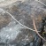 长岛干海带、海带干货、厚海带产地直供包邮