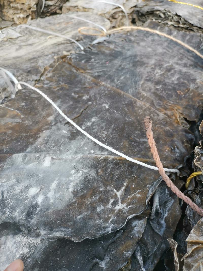 长岛干海带、海带干货、厚海带产地直供包邮