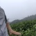 桂苗，肉桂苗广西防城港市