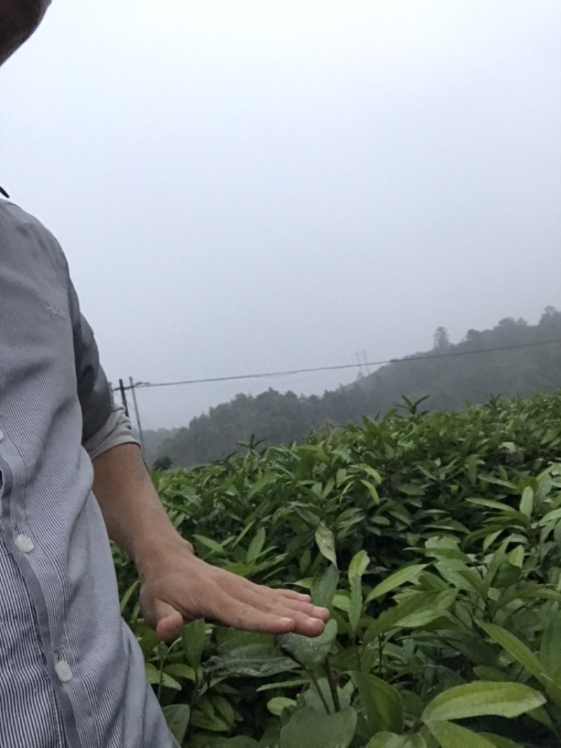 桂苗，肉桂苗广西防城港市