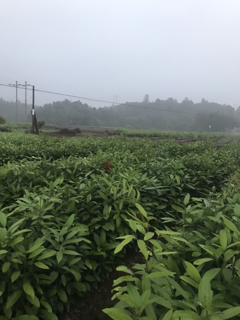 桂苗，肉桂苗广西防城港市