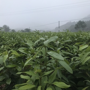 桂苗，肉桂苗广西防城港市