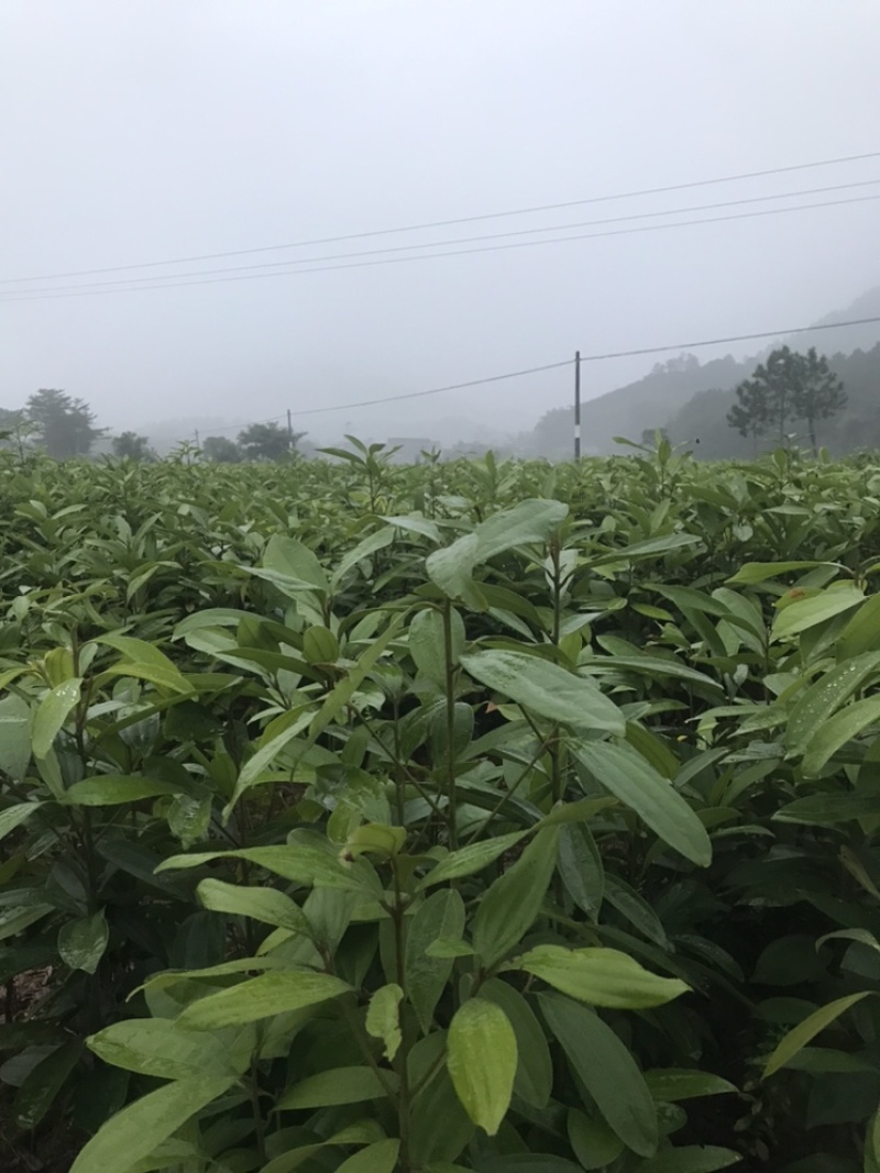 桂苗，肉桂苗广西防城港市