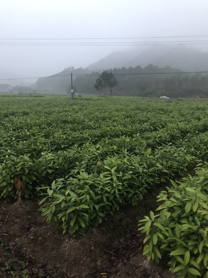 桂苗，肉桂苗广西防城港市